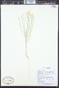 Linum aristatum image