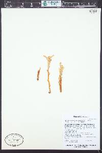 Aphyllon franciscanum image