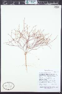 Eriogonum palmerianum image