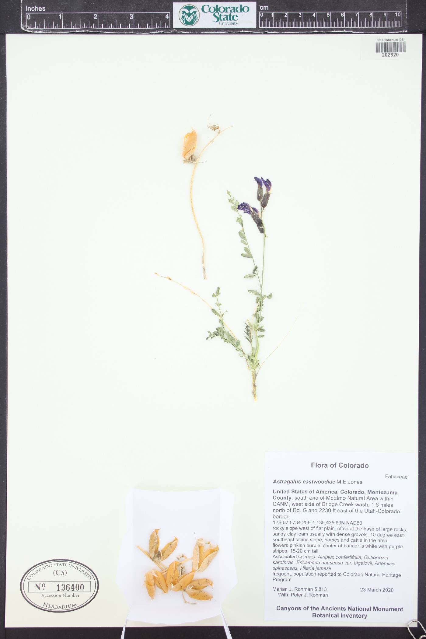 Astragalus eastwoodiae image