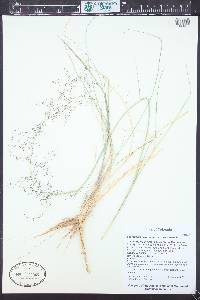 Sporobolus flexuosus image