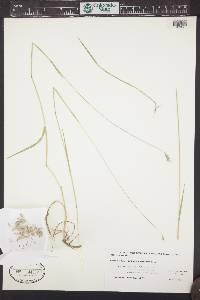 Hordeum brachyantherum image
