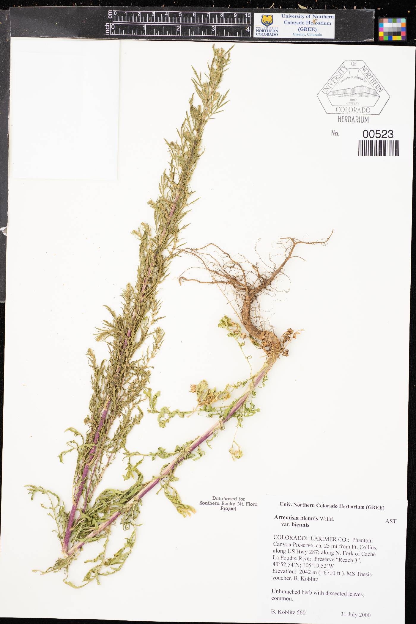 Artemisia biennis var. biennis image