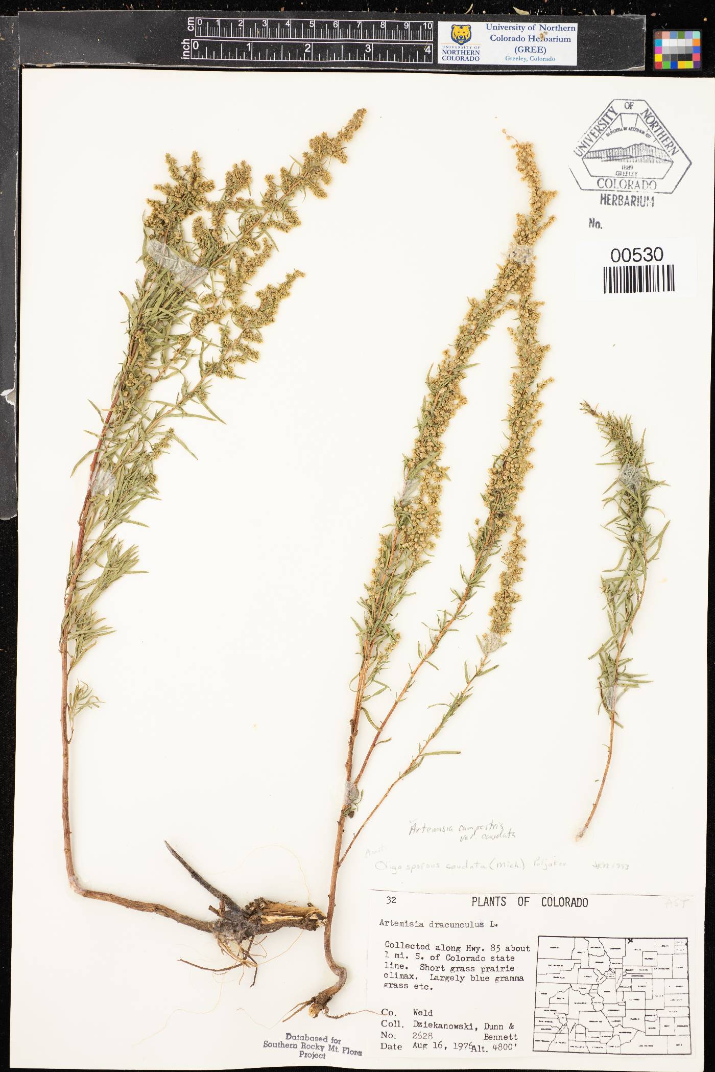 Artemisia campestris subsp. caudata image