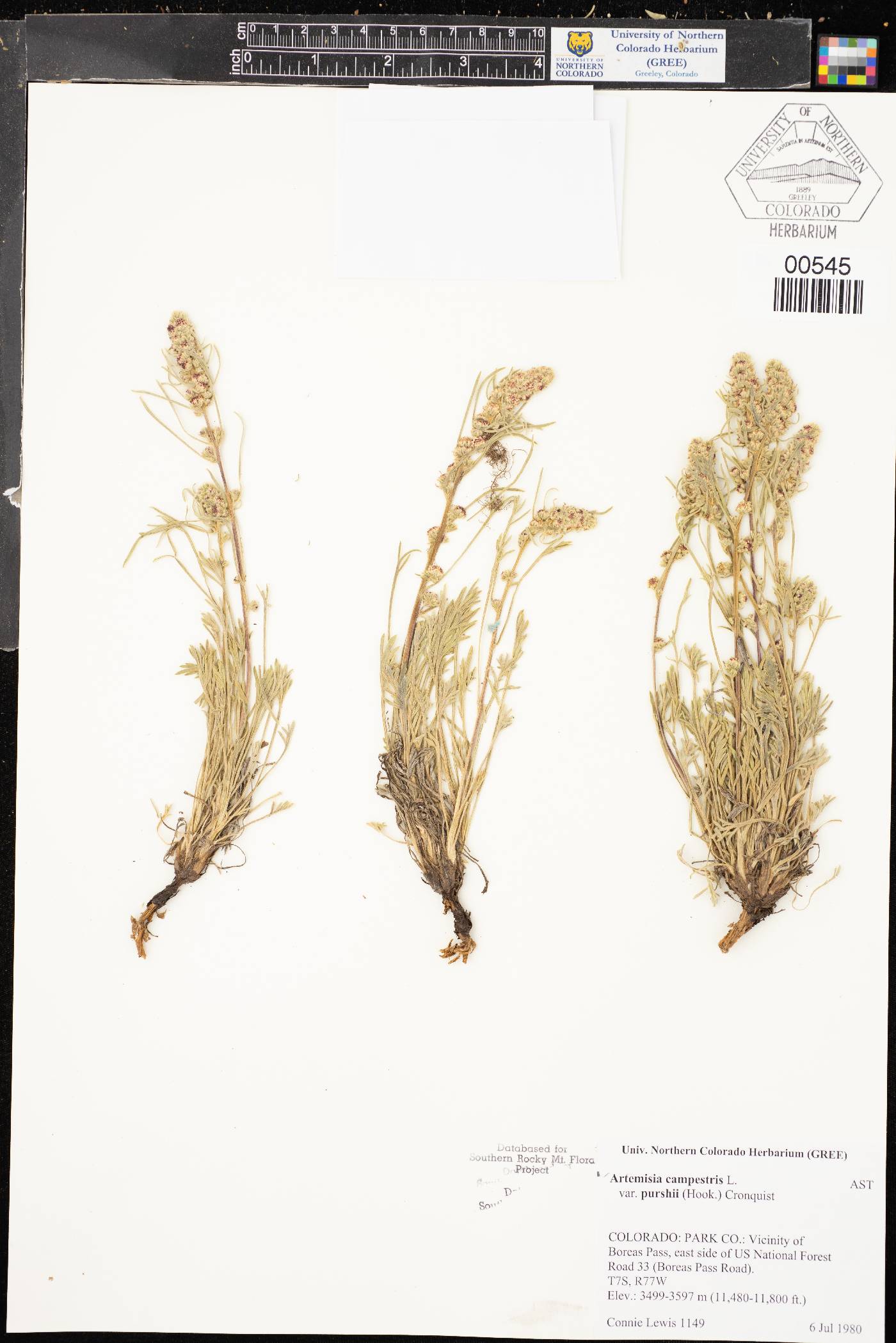 Artemisia campestris var. purshii image