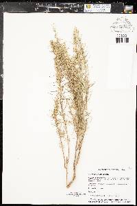 Artemisia filifolia image