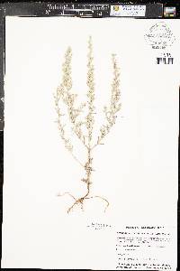 Artemisia ludoviciana subsp. ludoviciana image