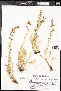 Artemisia norvegica subsp. saxatilis image