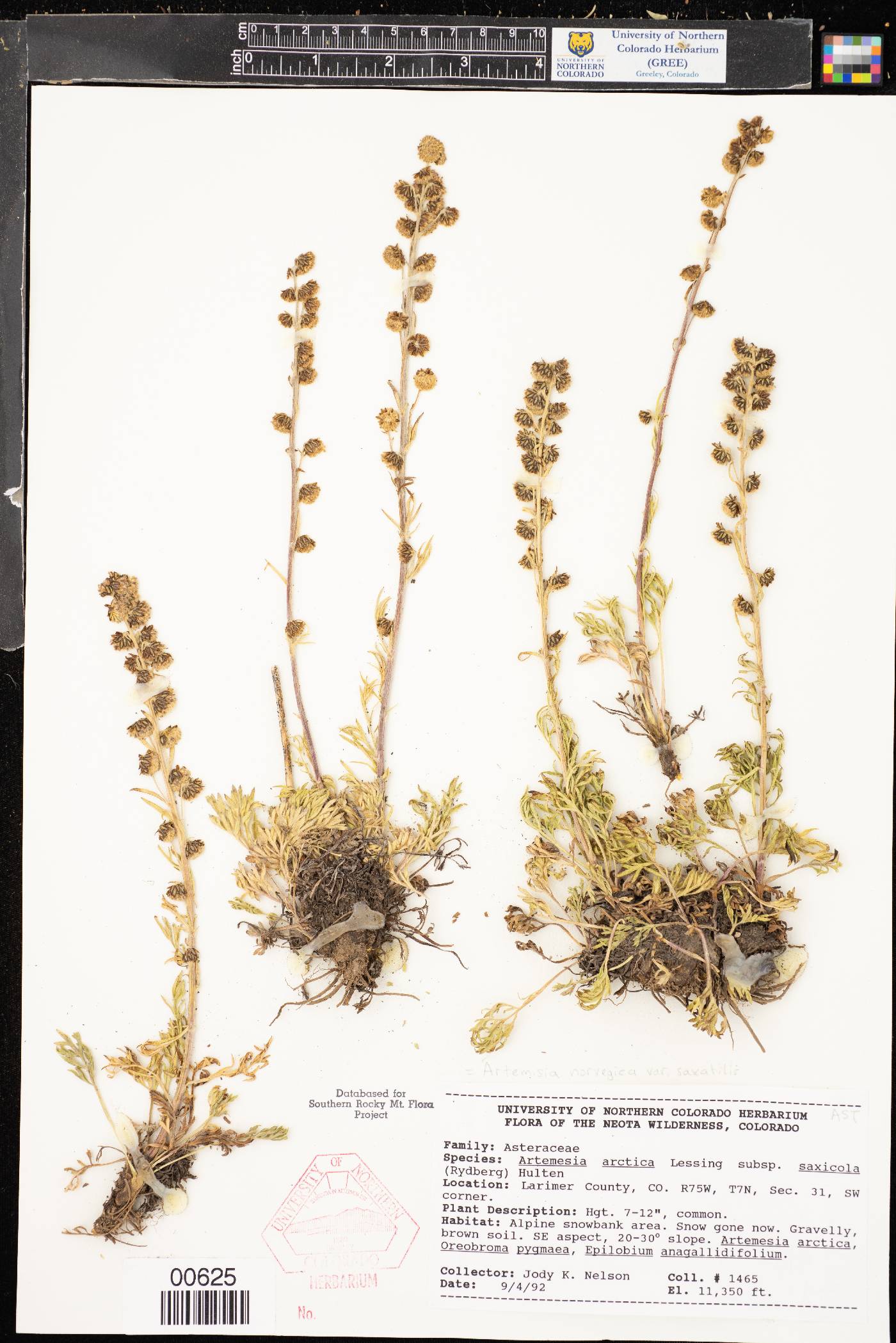 Artemisia norvegica subsp. saxatilis image