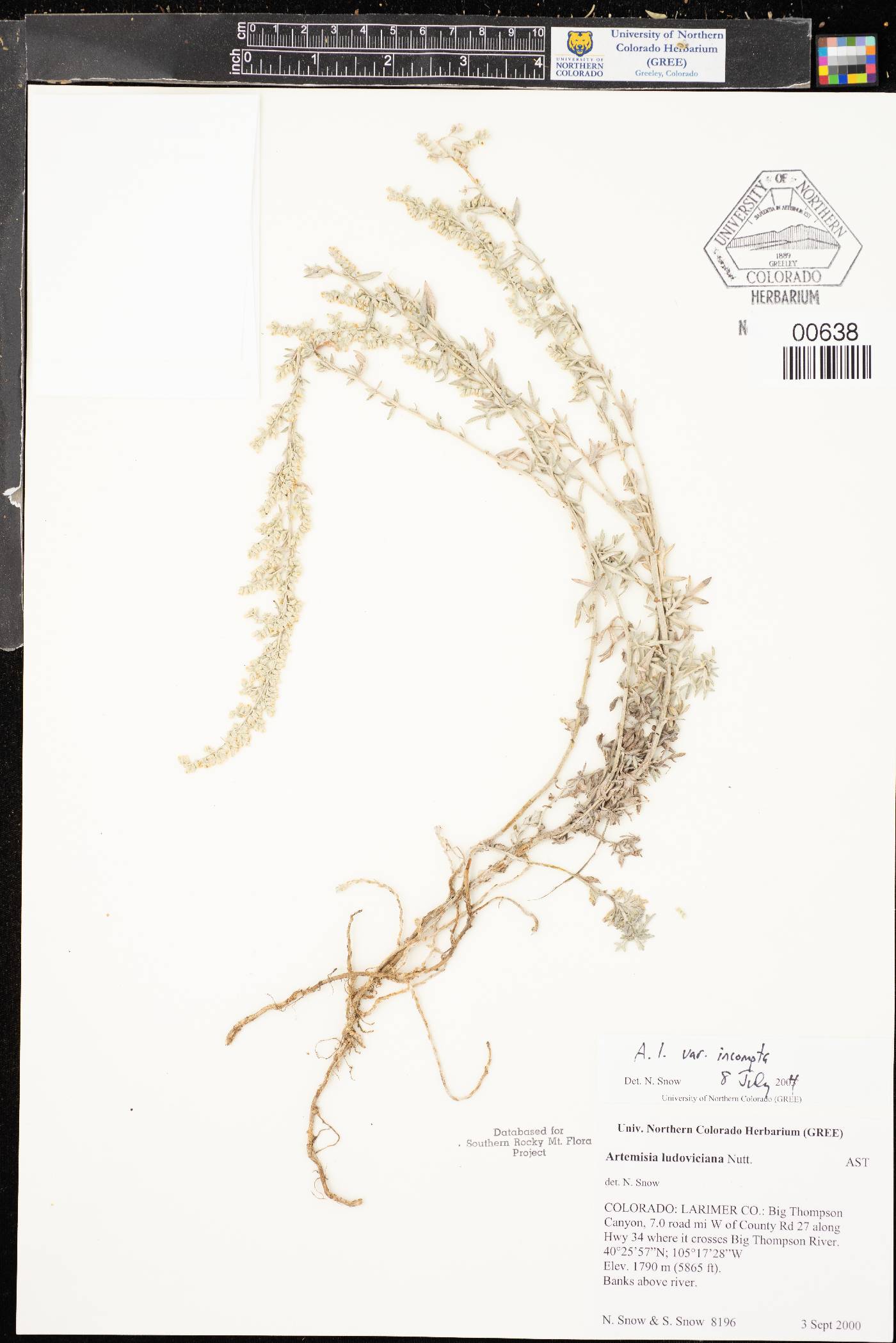 Artemisia ludoviciana subsp. incompta image