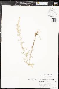 Artemisia ludoviciana subsp. incompta image