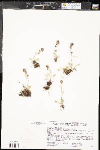 Artemisia scopulorum image