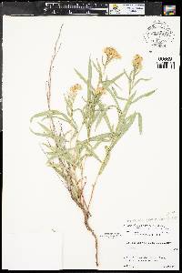 Herrickia glauca var. glauca image