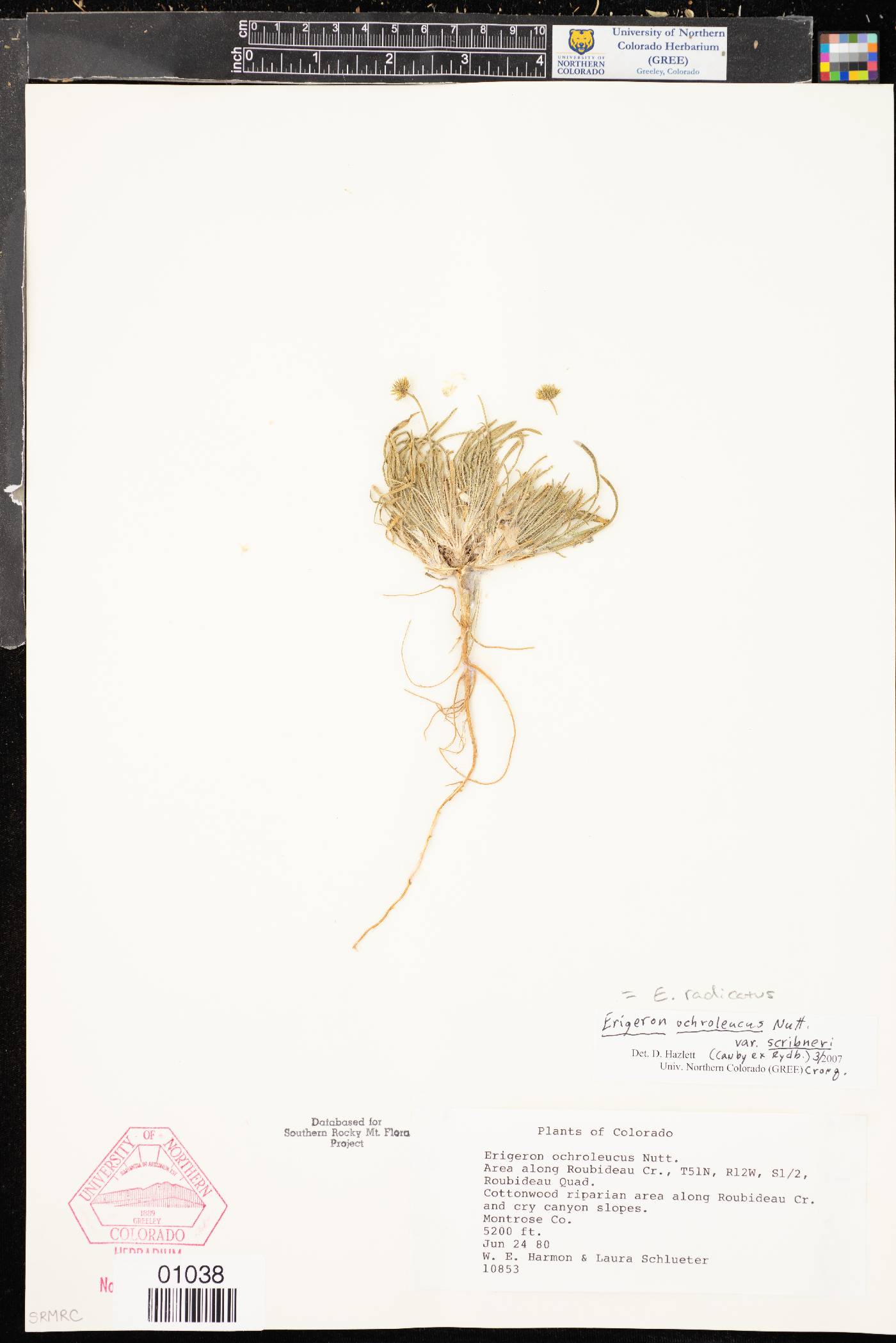 Erigeron ochroleucus image