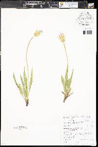 Agoseris parviflora image