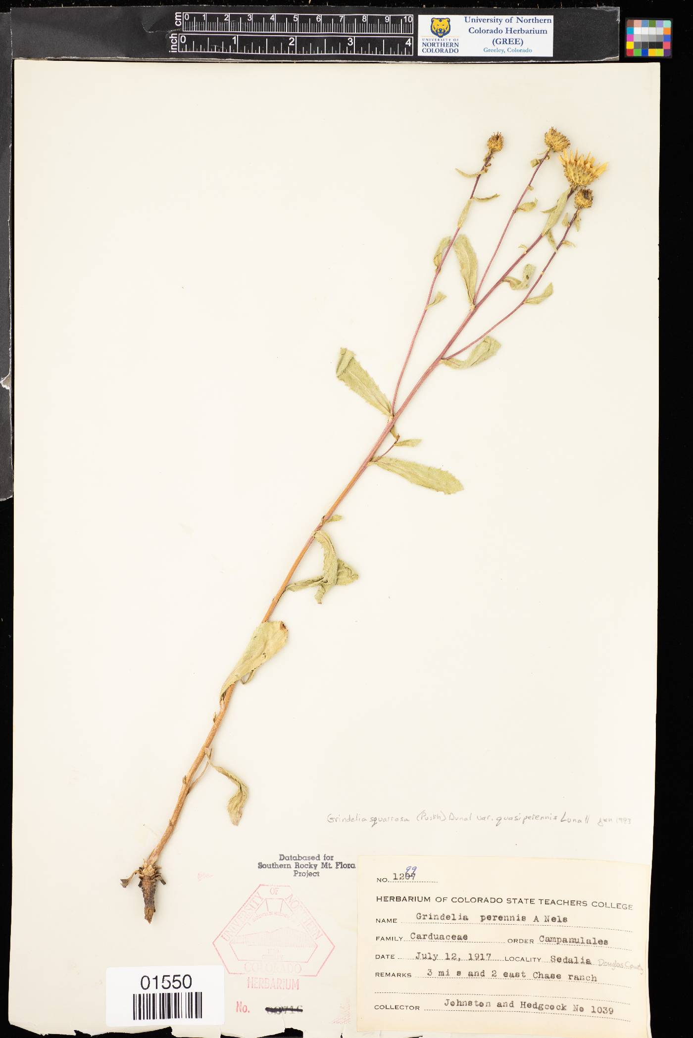 Grindelia squarrosa var. quasiperennis image