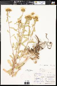 Grindelia squarrosa image