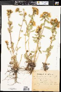 Grindelia squarrosa image