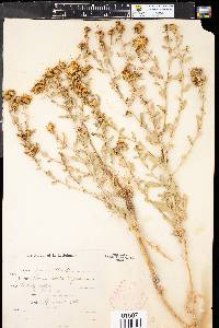 Grindelia squarrosa image