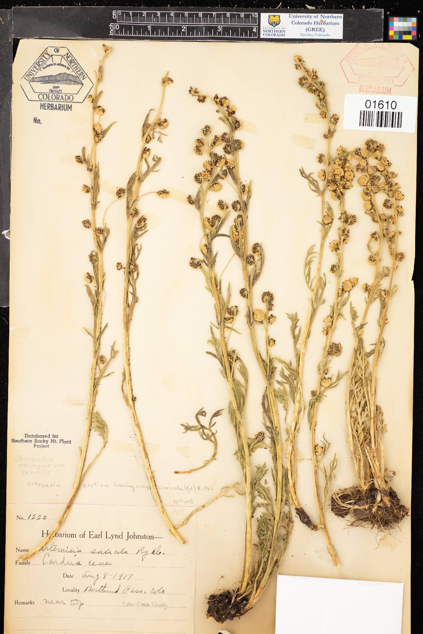 Artemisia norvegica subsp. saxatilis image