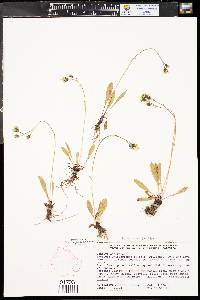 Hieracium gracile var. gracile image