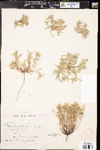 Cryptantha crassisepala image