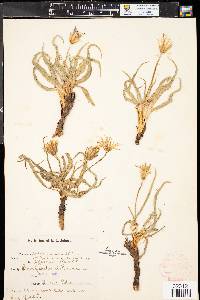 Nothocalais cuspidata image