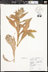 Cynoglossum officinale image