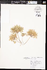 Ellisia nyctelea image