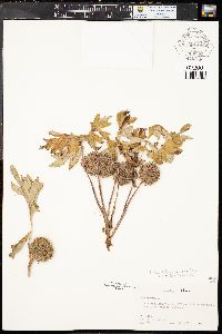 Hydrophyllum capitatum var. capitatum image