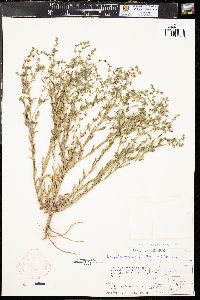 Lappula occidentalis var. occidentalis image