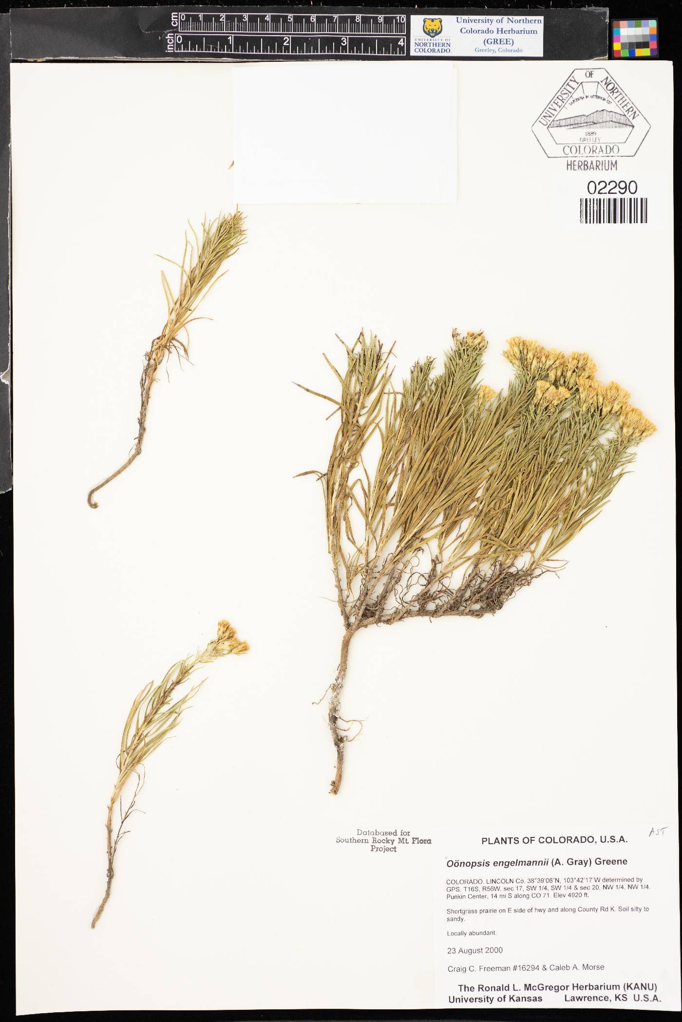 Oonopsis engelmannii image