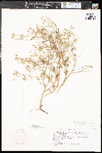 Cryptantha pterocarya image