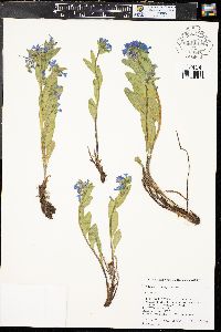 Mertensia brevistyla image