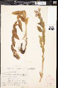 Mertensia ciliata var. ciliata image