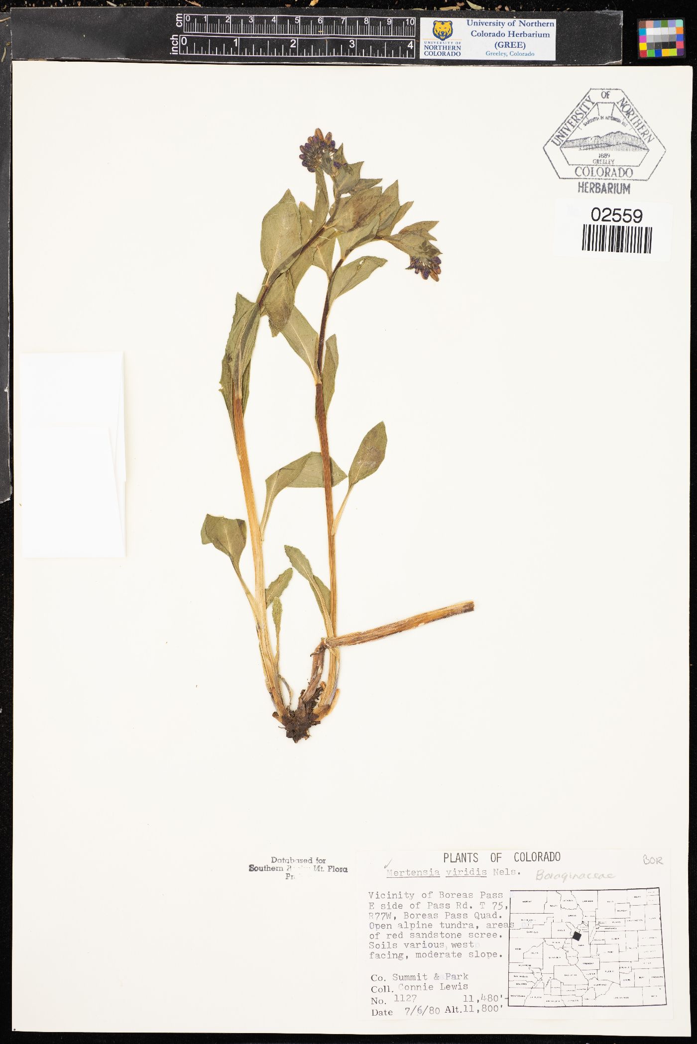 Mertensia oblongifolia image