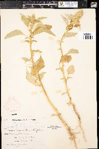 Amaranthus retroflexus image