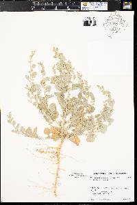 Chenopodium incanum var. incanum image
