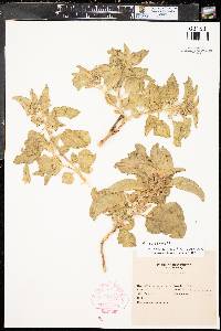 Asclepias oenotheroides image