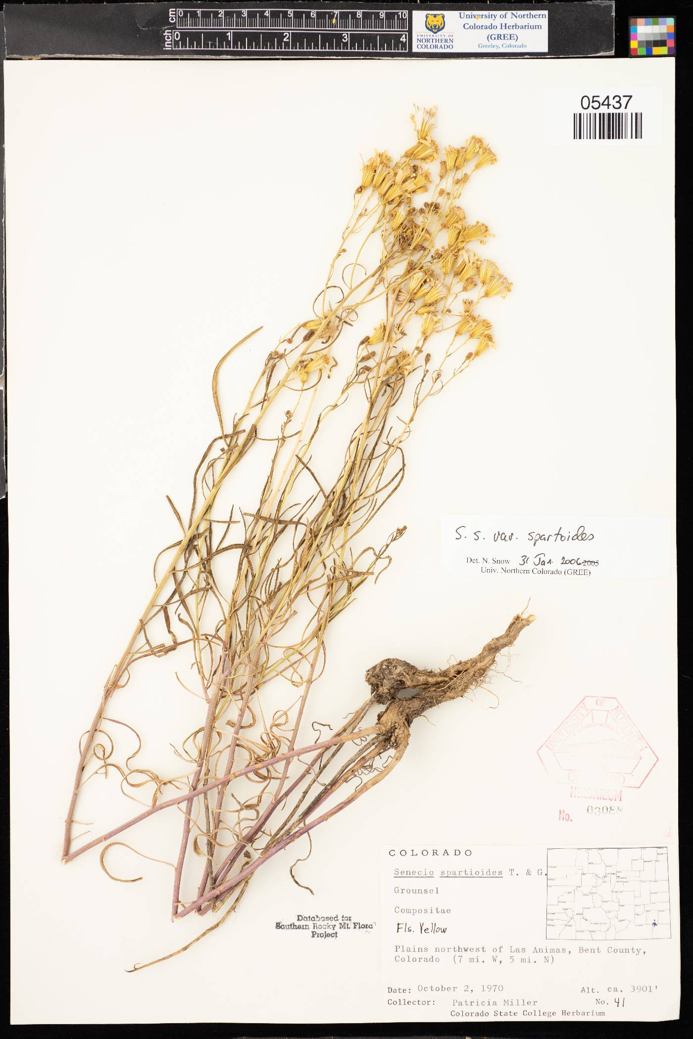 Senecio spartioides var. spartioides image