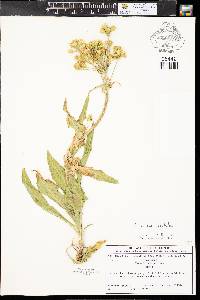 Senecio integerrimus image