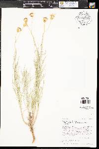 Senecio flaccidus image