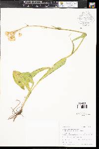 Senecio integerrimus image