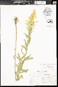 Solidago canadensis var. gilvocanescens image