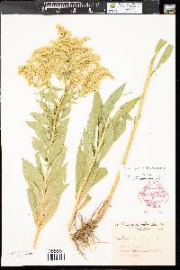 Solidago canadensis var. gilvocanescens image