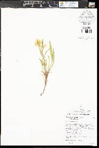 Solidago missouriensis var. missouriensis image