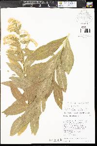 Solidago missouriensis var. missouriensis image