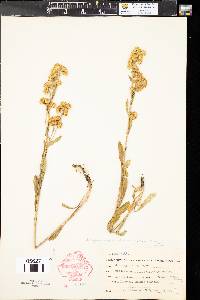 Solidago multiradiata var. scopulorum image