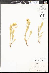 Solidago simplex var. simplex image