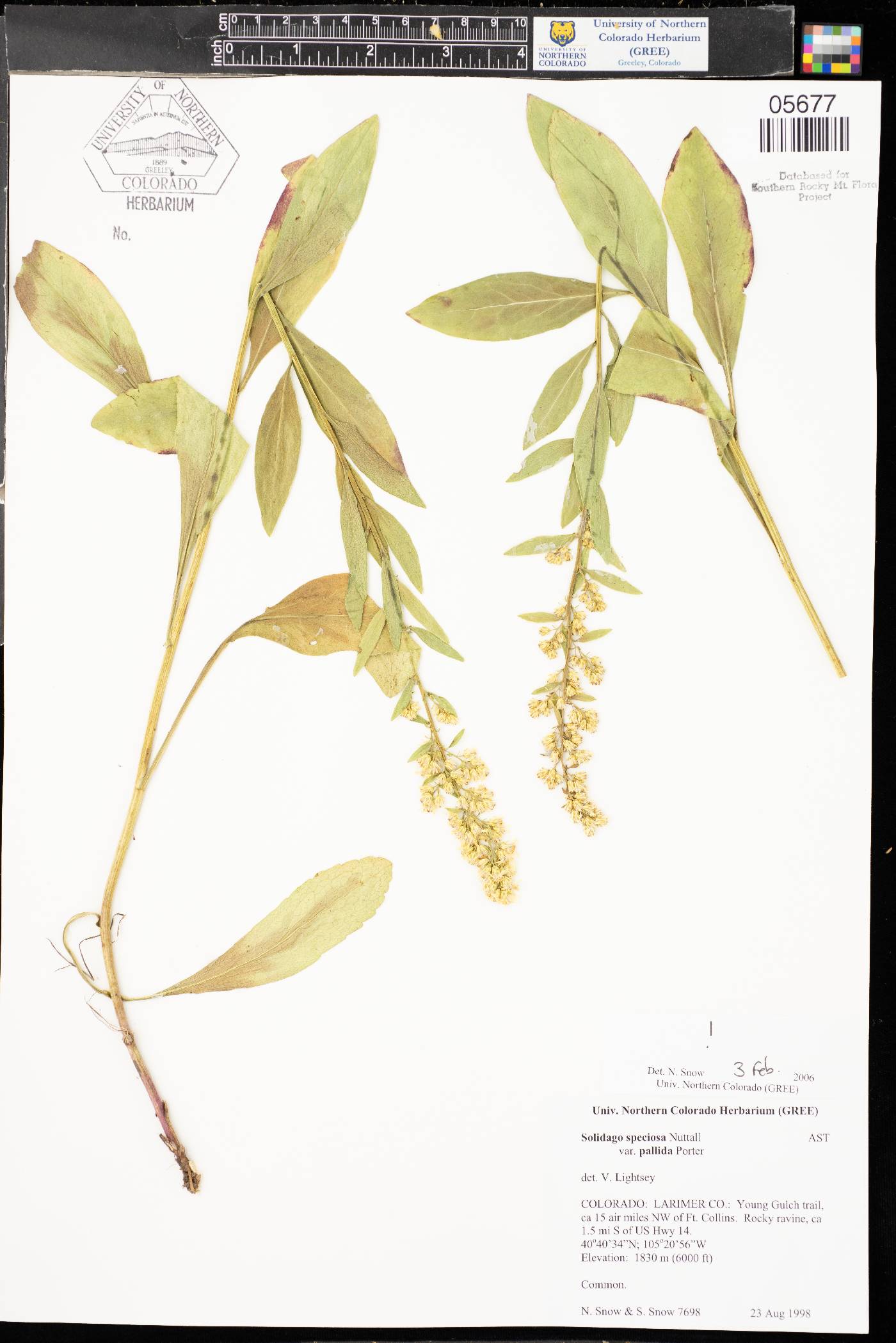 Solidago pallida image